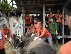 Berbobot Hampir 1 Ton, Sapi Kurban Bantuan Jokowi di Pekanbaru Jadi Tontonan Warga