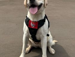 5 Anabul Andalan Pengungkap Kejahatan, dari Kasus Narkoba Hingga Lacak DPO