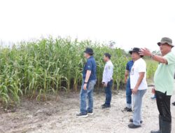 Dorong Implementasi Program Prioritas Presiden, Kapolda Riau Tinjau Dua Lahan Ketahanan Pangan di Kabupaten Kampar