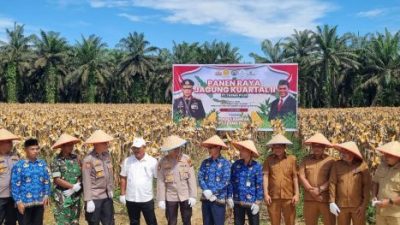 Kapolres Kampar Panen Raya Jagung: Sukses Program Ketahanan Pangan dan Wujudkan Kampar Sejahtera