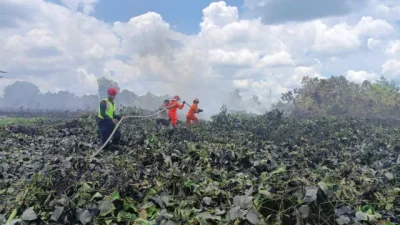 Sigap Gerak Cepat, Batalyon C Pelopor Sat Brimob Polda Kaltim Bantu Padamkan Karhutla di Tanah Grogot