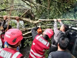 Pohon Tumbang Timpa Mobil Warga di Balikpapan Permai, Brimob Polda Kaltim Lakukan Penanganan Cepat