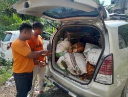 Bawa 12 Tandan Sawit Curian, 2 Pria Diringkus Polsek Tualang