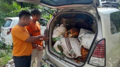 Bawa 12 Tandan Sawit Curian, 2 Pria Diringkus Polsek Tualang