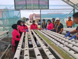 Polsek Loa Kuku Bersama Bhayangkari Tanam Ribuan Bibit Hidroponik, Dukung Ketahanan Pangan Polri