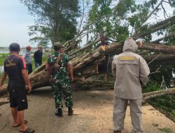 TNI-Polri Turun Tangan, Pohon Tumbang di Desa Karangpatri Berhasil Dievakuasi