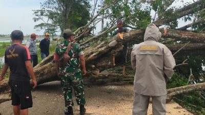 TNI-Polri Turun Tangan, Pohon Tumbang di Desa Karangpatri Berhasil Dievakuasi