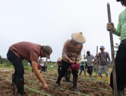 Dukung Swasembada Pangan, Polres Kukar Gelar Penanaman Jagung Serentak di Lahan Eks Tambang