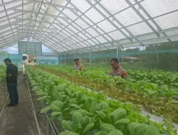 Hijaukan Mako, Kapolsek Loa Kulu Tinjau Ribuan Batang Tanaman Hidroponik Jelang Panen Raya