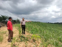 Sinergi Polri dan Pendidikan: Kapolsek Loa Kulu Pantau Proyek Percontohan Jagung Unggul di SMK Faluy