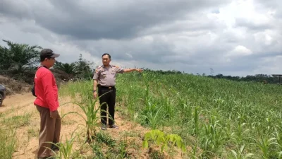 Sinergi Polri dan Pendidikan: Kapolsek Loa Kulu Pantau Proyek Percontohan Jagung Unggul di SMK Faluy