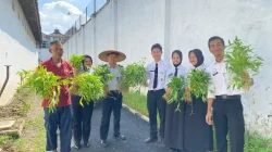 Panen Kangkung di Lahan Terbatas, Rutan Surakarta Wujudkan Ketahanan Pangan Berkelanjutan