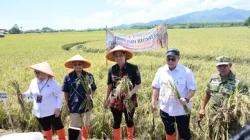 Kolaborasi Pemda Jepara – BRIN – PGN Hasilkan 176 Ton Gabah, Panen Biosalin Jepara Lampaui Target