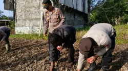 Dukung Swasembada Pangan 2026, Polsek Kenohan Tanam Jagung Serentak di Lahan Satu Hektar