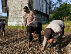 Dukung Swasembada Pangan 2026, Polsek Kenohan Tanam Jagung Serentak di Lahan Satu Hektar