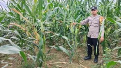Dukung Ketahanan Pangan Nasional, Polsek Muara Wis Pantau Langsung Pertumbuhan Tanaman Jagung di Desa Sebemban